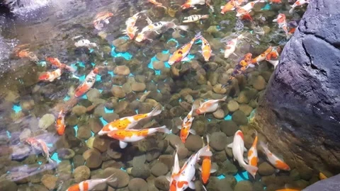 Koi fish or carp fish swimming in pond. It golden red orange and yellow of .. Stock Footage 275326200