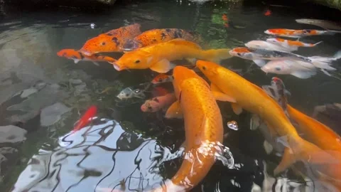 Koi fish or carp fish or Cyprinus rubrofuscus Stock Footage 286872982