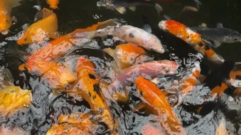 Koi fish or carp fish or Cyprinus rubrofuscus Stock Footage 286873034