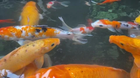 Koi fish or carp fish or Cyprinus rubrofuscus Stock Footage 286873077
