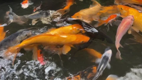 Koi fish or carp fish or Cyprinus rubrofuscus Stock Footage 286873203