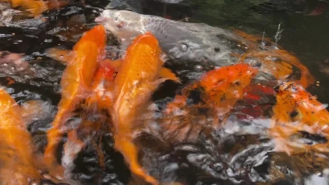 Koi fish or carp fish or Cyprinus rubrofuscus Stock Footage 286873258