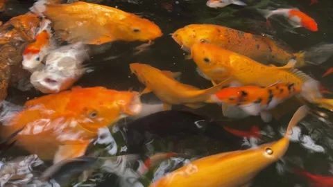 Koi fish or carp fish or Cyprinus rubrofuscus Stock Footage 286873445