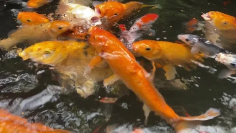 Koi fish or carp fish or Cyprinus rubrofuscus Stock Footage 286873541