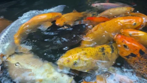 Koi fish or carp fish or Cyprinus rubrofuscus Stock Footage 286873661