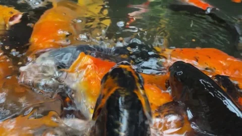 Koi fish or carp fish or Cyprinus rubrofuscus Stock Footage 286873751