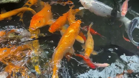 Koi fish or carp fish or Cyprinus rubrofuscus Stock Footage 286873837