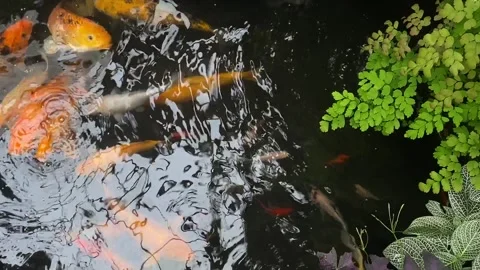 Koi fish or carp fish or Cyprinus rubrofuscus Stock Footage 286873904
