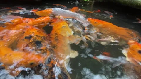 Koi fish or carp fish or Cyprinus rubrofuscus Stock Footage 286874014