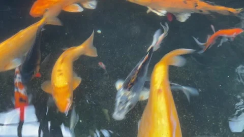 Koi fish or carp fish or Cyprinus rubrofuscus Stock Footage 286874126