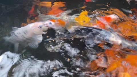 Koi fish or carp fish or Cyprinus rubrofuscus Stock Footage 286874180