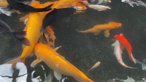 Koi fish or carp fish or Cyprinus rubrofuscus Stock Footage 286874311