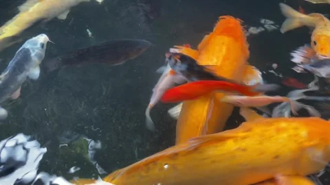 Koi fish or carp fish or Cyprinus rubrofuscus Stock Footage 286874443