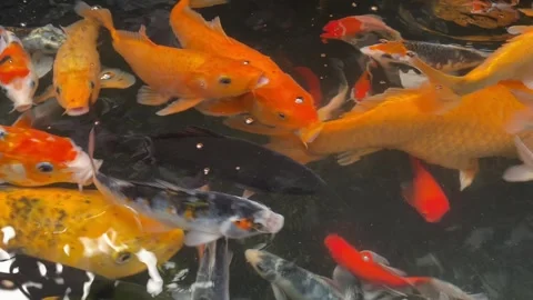 Koi fish or carp fish or Cyprinus rubrofuscus Stock Footage 286874482