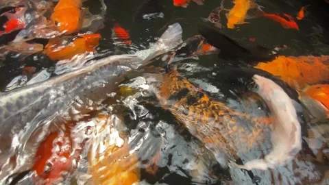 Koi fish or carp fish or Cyprinus rubrofuscus Stock Footage 286874670