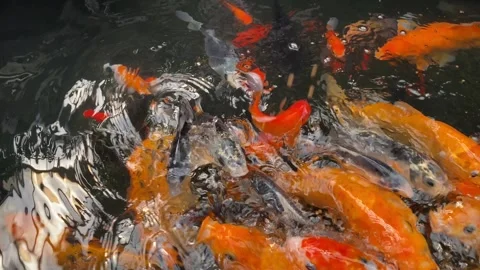 Koi fish or carp fish or Cyprinus rubrofuscus Stock Footage 286874707