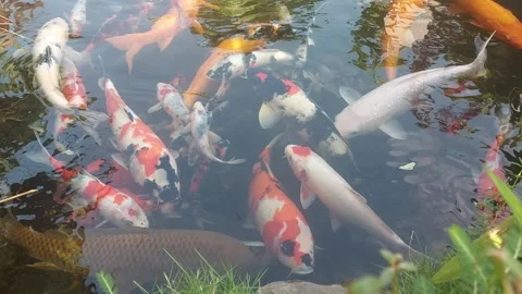 Koi fish or carp fish (Cyprinus Carpio) swimming in the pond Stock Footage 289913166