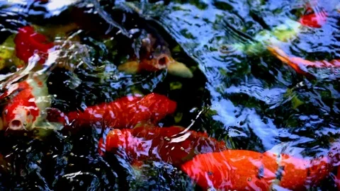 Koi fish or colored carp fish swimming around pond. It feeding on water and carp 库存影片 92040915