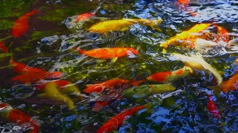 Koi fish or colored carp fish swimming around pond. It feeding on water and carp Stock Footage 92043266