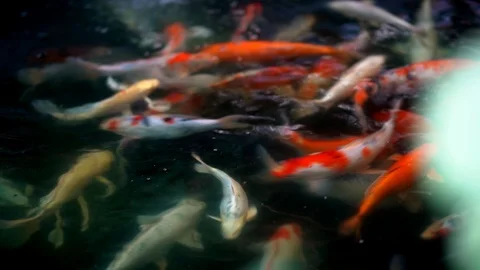 Koi fish or colored carp fish swimming around pond. Stock Footage 100160669