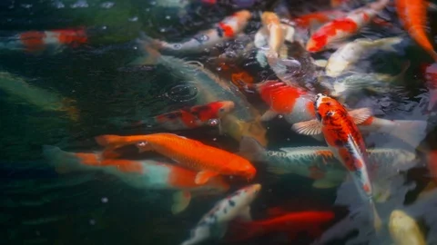 Koi fish or colored carp fish swimming around pond. 库存影片 100161338