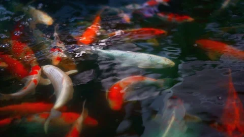 Koi fish or colored carp fish swimming around pond. Vídeo Stock 100161891