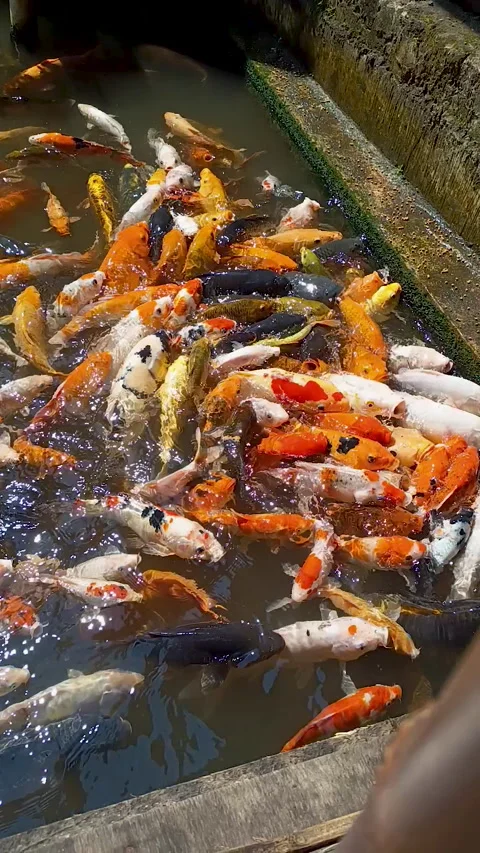 Koi fish or Cyprinus carpio Stock Footage 310554414
