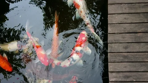 Koi fish or Fancy carp fish swimming in the pond. Top view shot. Stock Footage 124014271