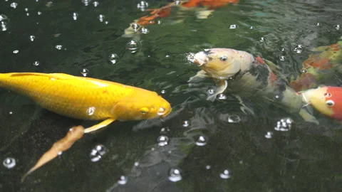 Koi fish or Fancy Carp swimming  in a clean pond. Stock Footage 142253588