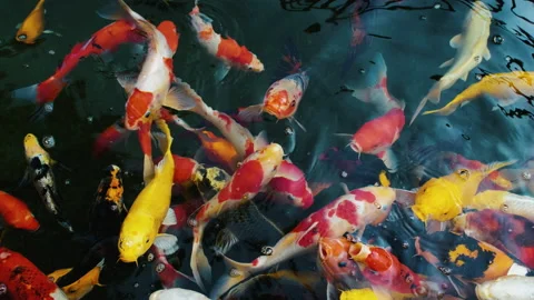 Koi fish or Fancy carp fish swimming in the pond Stock Footage 142678372