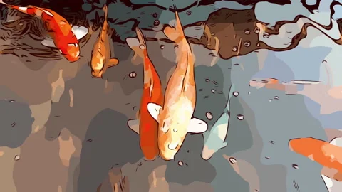 Koi fish or Fancy carp fish swimming in the water Stock Footage 147607304