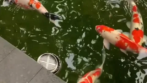 The Koi Fish Paradise Video stock 297591538