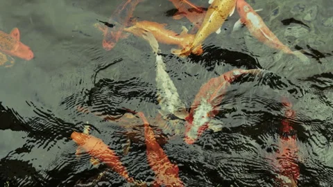 Koi Fish Patterns and Colors Swimming in Pond Stock Footage 325885968