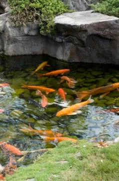 Koi Fish 库存照片