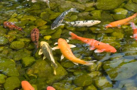 Koi Fish Stock Photos