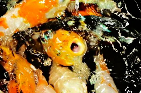 Koi fish Stock Photos