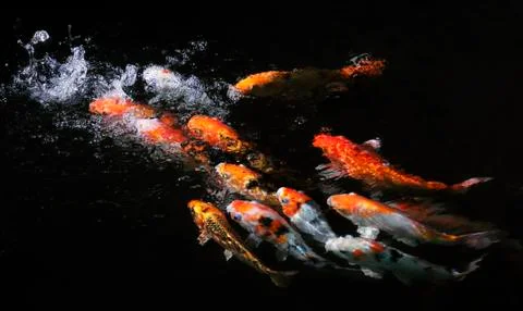 Koi fish Stock Photos