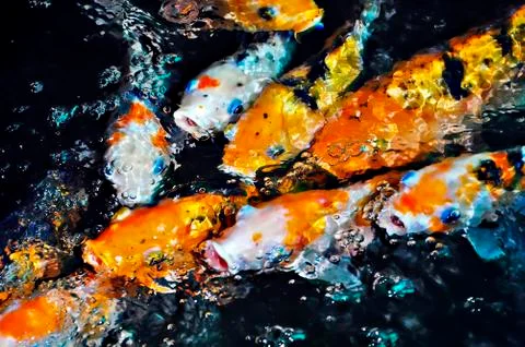 Koi fish Stock Photos