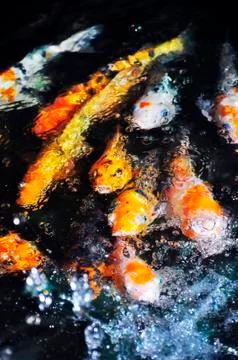 Koi fish Foto stock