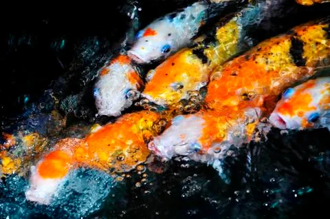 Koi fish Stock Photos