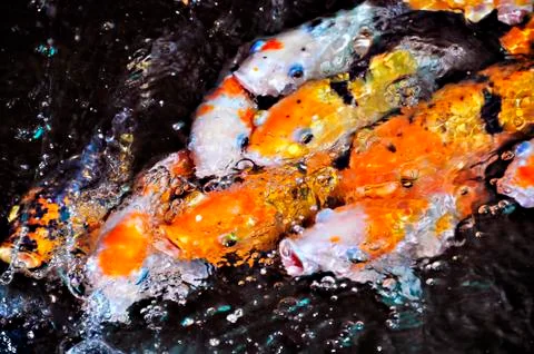 Koi fish 스톡 사진