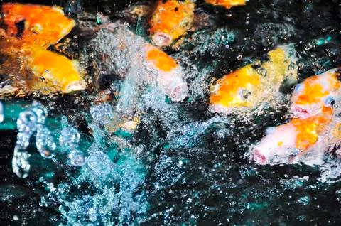 Koi fish Stock Photos