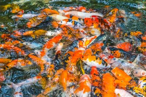 Koi fish Stock Photos