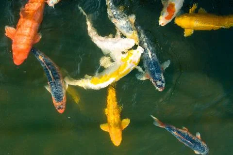Koi fish Foto stock