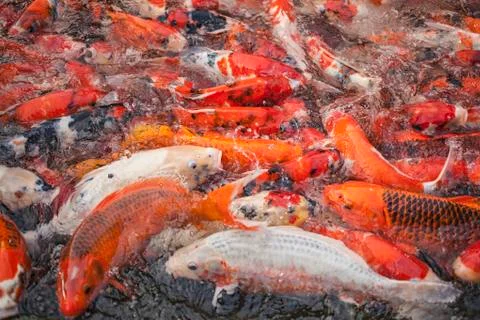 Koi fish Stock Photos