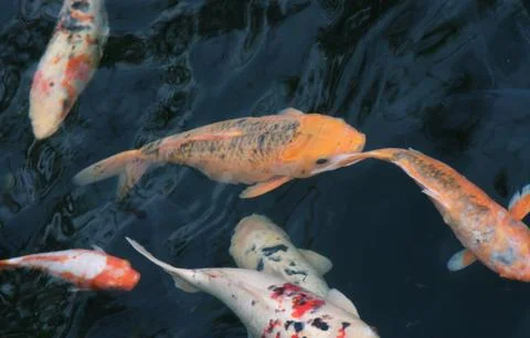 Koi fish Stock Photos