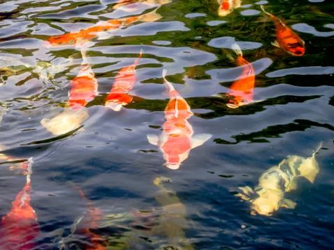 Koi fish Stock Photos