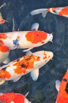 Koi fish Stock Photos