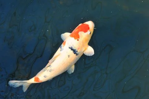 Koi fish Stock Photos