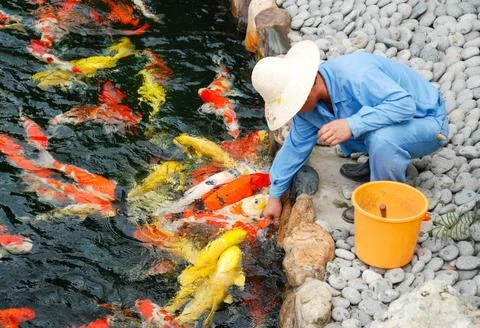 Koi fish 스톡 사진